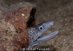 ** by Serhat Tasgedik 